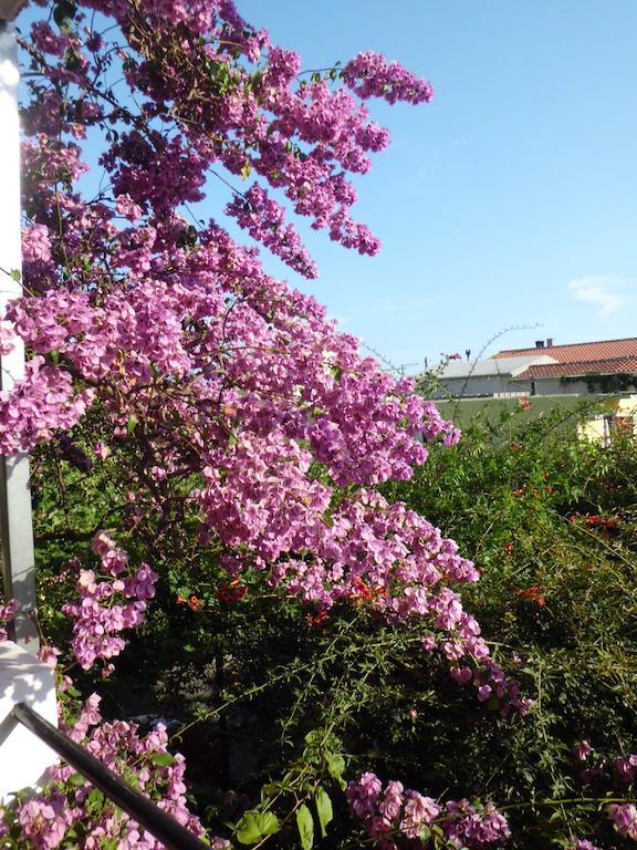 Apartments Viskovic Μακάρσκα Εξωτερικό φωτογραφία